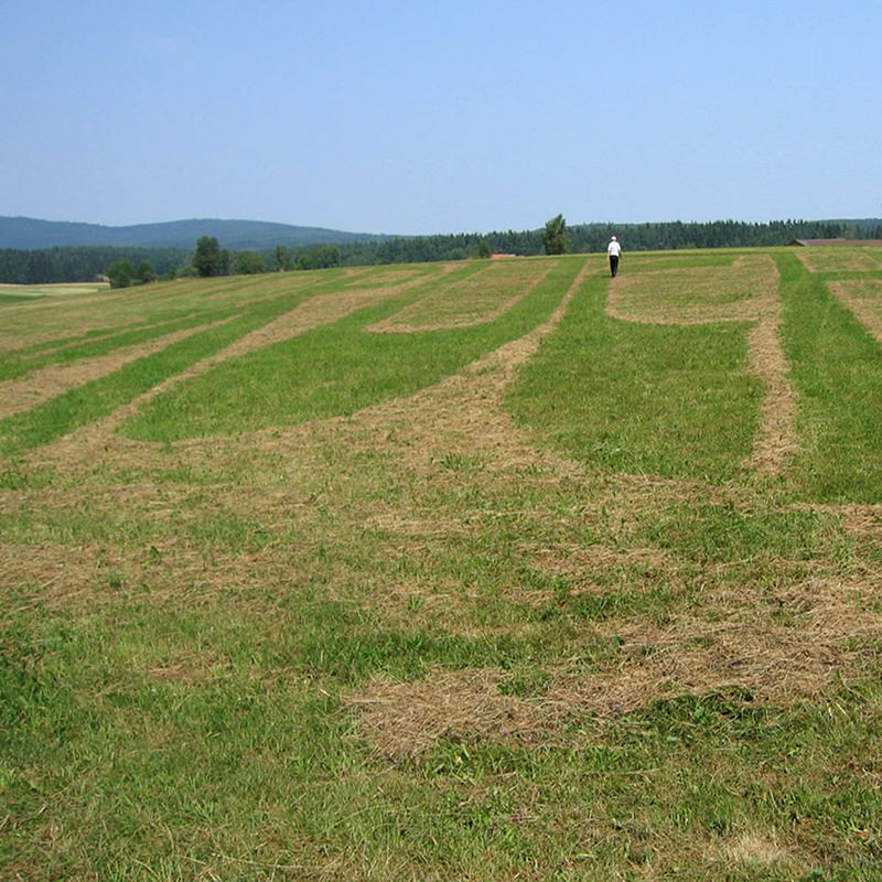 Ein flaches Feld mit kurzen grünen Triebn bis zum Horizont, darüber HImmel. In das Feld sind riesige Buchstaben gemäht