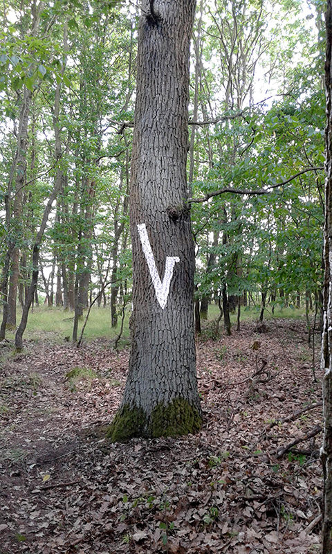 Ein Laubbaum im Wald mi einer buchstabenähnlichen Zeichen auf der Rinde gemalt